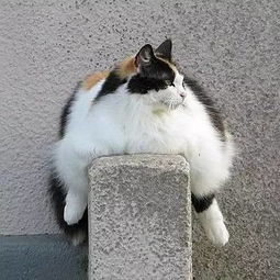 胖猫姐姐直播事件一束花的背后 胖猫姐姐直播事件一束花的背后